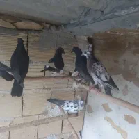 کبوتر جوجه کم سن و جوجه گرفتنی