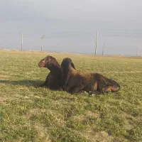 گوسفند|حیوانات مزرعه|شراء, |دیوار