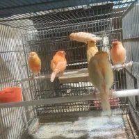 قناری گرین راهب سرلاکی