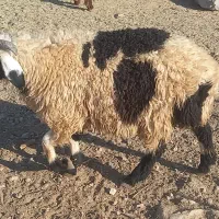 بره ریز|حیوانات مزرعه|مرودشت, پشت سایپا|دیوار