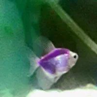 ماهیکالرفیش|ماهی|مشگین شهر, |دیوار