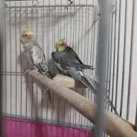 عروس هلندی نروماده|پرنده|مشکین‌دشت, |دیوار