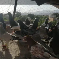 کبوتر بوم هوایی 3ساعت