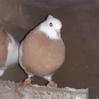 طوقی زرد و زرد خال سیا|پرنده|هلالی, |دیوار