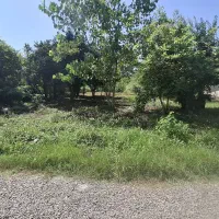 فروش زمین مسکونی 450متری /جاده کیاشهر /تونل جنگلی|فروش زمین و ملک کلنگی|کیاشهر, |دیوار