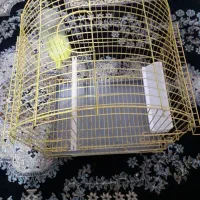 قفس پرنده|لوازم جانبی حیوانات|سنندج, |دیوار