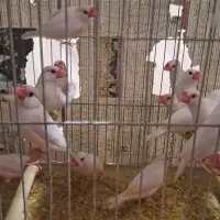 فنج نرگسی کرم لایت چشم قرمز جفت یک میلیون و هشتصد|پرنده|بندرعباس, |دیوار