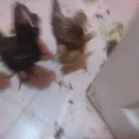 ۸ تا جوجه خونگی زابلی