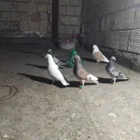 کفتر صید|پرنده|مشهد, پنجتن|دیوار