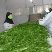 کارگر ساده فروشگاه سبزی خردکنی