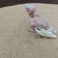 جوجه عروس لوتینو