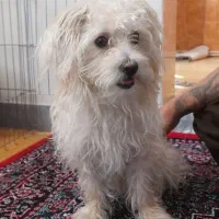 سگ پشمالو پاکوتاه