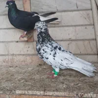 یه جفت دم سفید نر کوهی دم سفید ماده اشغل دم سفید