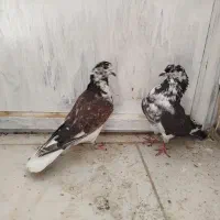 سینه باز|پرنده|سرپل ذهاب, |دیوار