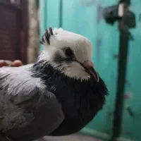 کبوتر شازده