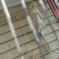 عروس هلندی|پرنده|مشهد, صداقیه|دیوار