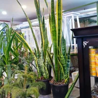 گل سانسوریا