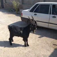 کهره نر