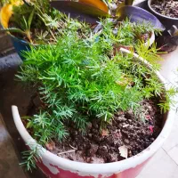 گل و گیاه سبز