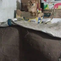 سگ پامر خرسی