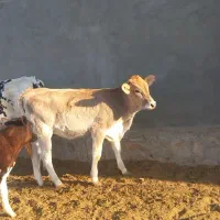 گوساله و گاو شیری|حیوانات مزرعه|باشتین, |دیوار