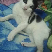 واگزای گربه