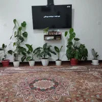 گل گیاه|گل و گیاه طبیعی|نوشهر, |دیوار