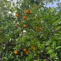 باغبانی|خدمات باغبانی و درختکاری|جیرفت, |دیوار