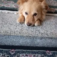 سگ ژرمن اشپیتز آلمان|سگ|کرمان, |دیوار