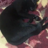 واگذاری رایگان گربه|گربه|هشتگرد, هشتگرد قدیم|دیوار