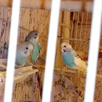 مرغ عشق با قفس
