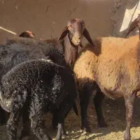 میش افشار قزل افشار