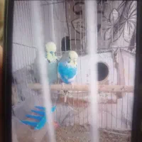 مرغ عشق انگلیسی|پرنده|چناران, |دیوار