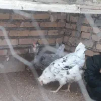 مرغ وخروس گلین ریشو|حیوانات مزرعه|اهواز, علی آباد|دیوار