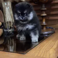 پامر پاندایی