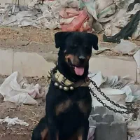 سگ روتیلر یسر آمریکا درجه ۱|سگ|فلاورجان, |دیوار