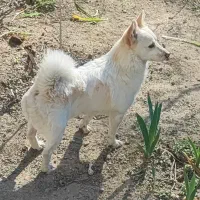 واگذاری سگ اشپیتز پامر