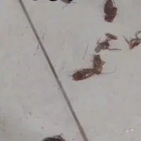 سمپاشی ساس سوسک کنه موریانه موش مورچه صددرصدتضمینی|خدمات نظافت|مشهد, توس (بلوار توس)|دیوار