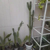 گل های آپارتمانی|گل و گیاه طبیعی|تهران, استخر|دیوار