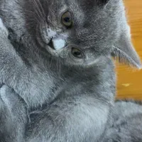 اسکاتیش ماده