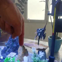 ماهی آنجل باله بلند