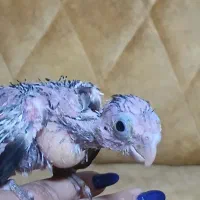 جوجه عروس سرلاکی|پرنده|کرج, انبار مپنا|دیوار