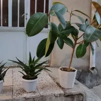 یک عدد گل گوش فیل و دو عدد گل آلوئورا