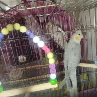 دو عدد عروس ماده