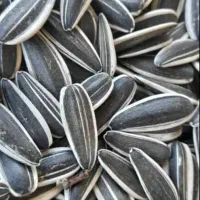 پخش تخمه آفتاب گردان|عمده‌فروشی|ساوه, |دیوار