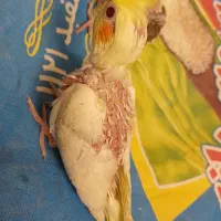 جوجه سرلاکی عروس هلندی ومرغ عشق