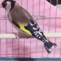 سهره|پرنده|مریوان, |دیوار