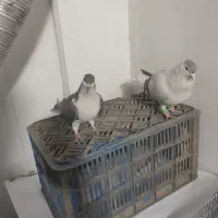 ساده افغانی ، با ساده کلاغ دم|پرنده|مشهد, کشف|دیوار