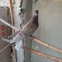 کبوتر|پرنده|سمنان, |دیوار