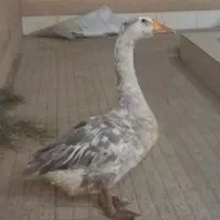 غاز دوساله